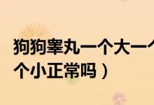 狗狗睪丸一個大一個小正常嗎（睪丸一個大一個小正常嗎）
