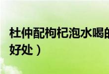杜仲配枸杞泡水喝的好處（杜仲泡水喝有什么好處）