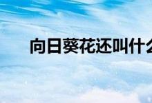 向日葵花還叫什么花（簡(jiǎn)單介紹一下）
