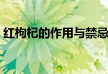紅枸杞的作用與禁忌（紅枸杞的作用和功效）