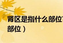腎區(qū)是指什么部位?有何意義（腎區(qū)是指什么部位）