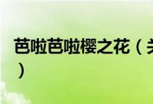 芭啦芭啦櫻之花（關于芭啦芭啦櫻之花的介紹）