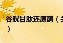 谷胱甘肽還原酶（關于谷胱甘肽還原酶的介紹）