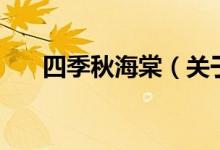 四季秋海棠（關(guān)于四季秋海棠的介紹）