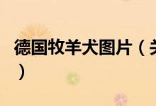 德國牧羊犬圖片（關(guān)于德國牧羊犬圖片的介紹）
