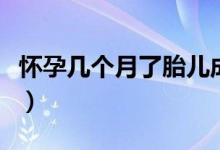 懷孕幾個月了胎兒成形(懷孕幾個月胎兒成型)