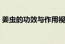 姜蟲的功效與作用視頻（姜蟲的功效與作用）