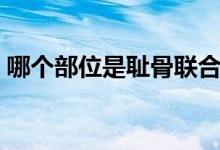 哪個部位是恥骨聯(lián)合（恥骨聯(lián)合是哪個部位）
