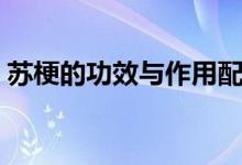 蘇梗的功效與作用配伍（蘇梗的功效與作用）