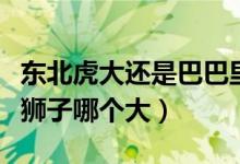 東北虎大還是巴巴里獅子大（東北虎大巴巴里獅子哪個大）