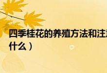 四季桂花的養(yǎng)殖方法和注意事項(xiàng)（如何養(yǎng)殖四季桂花要注意什么）