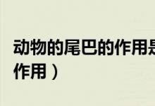 動物的尾巴的作用是什么（動物的尾巴有什么作用）