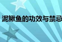 泥鰍魚的功效與禁忌（泥鰍魚的功效與作用）