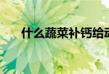 什么蔬菜補(bǔ)鈣給動(dòng)物（什么蔬菜補(bǔ)鈣）