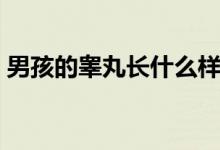 男孩的睪丸長什么樣（男生的睪丸長什么樣）