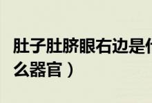 肚子肚臍眼右邊是什么器官（肚臍眼右邊是什么器官）