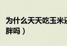 為什么天天吃玉米還長(zhǎng)胖了（減肥時(shí)吃玉米會(huì)胖嗎）