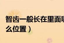 智齒一般長在里面哪個(gè)位置（智齒一般長在什么位置）