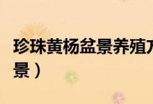 珍珠黃楊盆景養(yǎng)殖方法（怎樣養(yǎng)殖珍珠黃楊盆景）