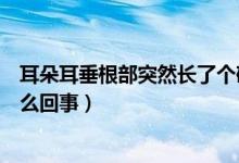 耳朵耳垂根部突然長了個硬疙瘩（耳垂根部長了個硬包是怎么回事）