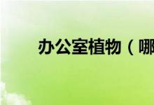 辦公室植物（哪些植物適合辦公室）