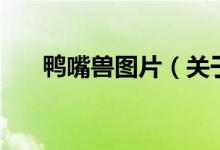 鴨嘴獸圖片（關(guān)于鴨嘴獸圖片的介紹）