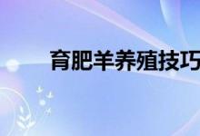 育肥羊養(yǎng)殖技巧（怎么養(yǎng)殖羊好呢）