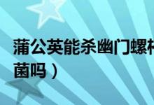 蒲公英能殺幽門螺桿菌么(蒲公英殺幽門螺桿菌嗎)