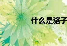 什么是貉子（貉子的介紹）
