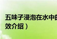 五味子浸泡在水中的功效（五味子泡水喝的功效介紹）