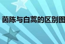 茵陳與白蒿的區(qū)別圖片（茵陳泡水喝的功效）