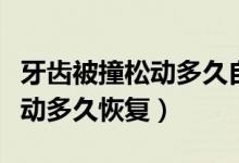 牙齒被撞松動多久自愈能喝酒嗎（牙齒被撞松動多久恢復(fù)）