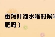番瀉葉泡水啥時候喝效果最好（番瀉葉喝了減肥嗎）