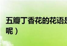 五瓣丁香花的花語(yǔ)是什么（來(lái)自什么樣的故事呢）