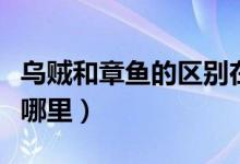 烏賊和章魚的區(qū)別在哪（烏賊與章魚的區(qū)別在哪里）