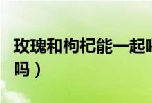 玫瑰和枸杞能一起喝嗎（玫瑰和枸杞能一起喝嗎）