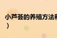 小蘆薈的養(yǎng)殖方法和注意事項(xiàng)（怎么養(yǎng)小蘆薈）