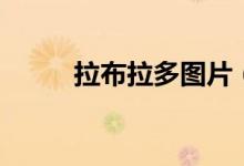 拉布拉多圖片（拉拉的習性介紹）