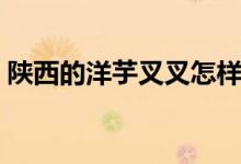 陜西的洋芋叉叉怎樣做（需要準(zhǔn)備哪些食材）
