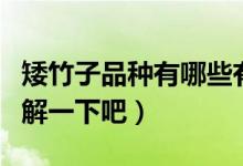 矮竹子品種有哪些有什么優(yōu)點(diǎn)（下面一起來(lái)了解一下吧）