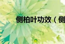 側(cè)柏葉功效（側(cè)柏葉的功效是什么）