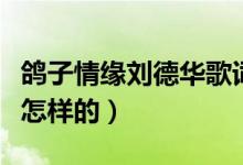 鴿子情緣劉德華歌詞（鴿子情緣劉德華歌詞是怎樣的）