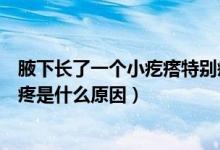 腋下長(zhǎng)了一個(gè)小疙瘩特別疼怎么回事（腋下長(zhǎng)了個(gè)小疙瘩很疼是什么原因）