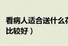 看病人適合送什么花（探望病人應(yīng)該送什么花比較好）