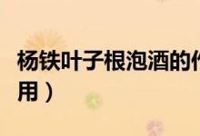 楊鐵葉子根泡酒的作用（楊鐵葉子根泡醋的作用）