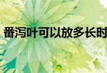 番瀉葉可以放多長時間（番瀉葉可以減肥嗎）