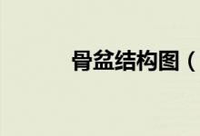 骨盆結構圖（骨盆是哪個部位）