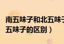 南五味子和北五味子圖片區(qū)別（南五味子和北五味子的區(qū)別）