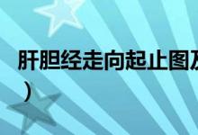 肝膽經(jīng)走向起止圖及穴位作用（肝膽經(jīng)的作用）