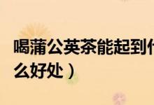 喝蒲公英茶能起到什么好處（喝蒲公英茶有什么好處）